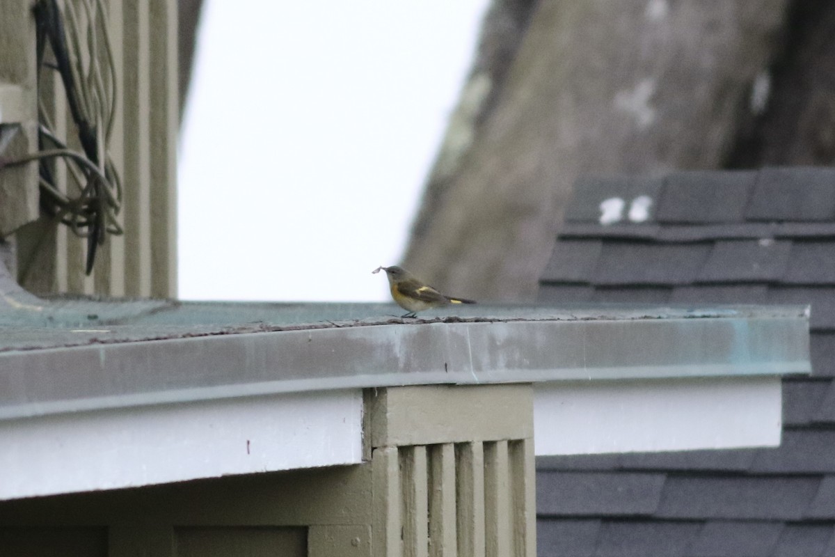 American Redstart - ML615862869