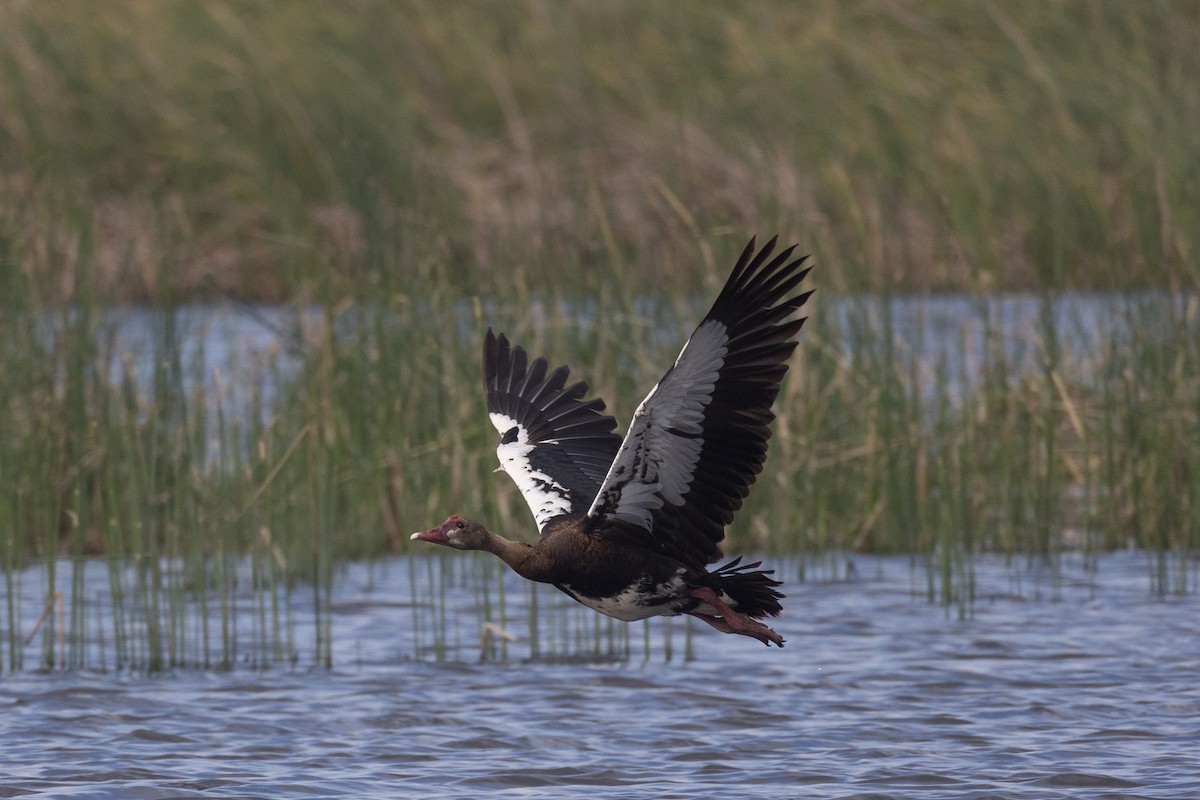 sporegås (niger) - ML615862883