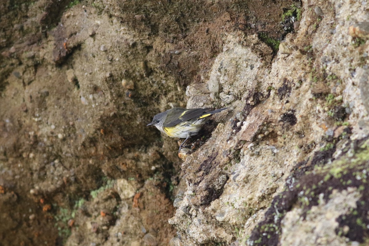 American Redstart - ML615862908