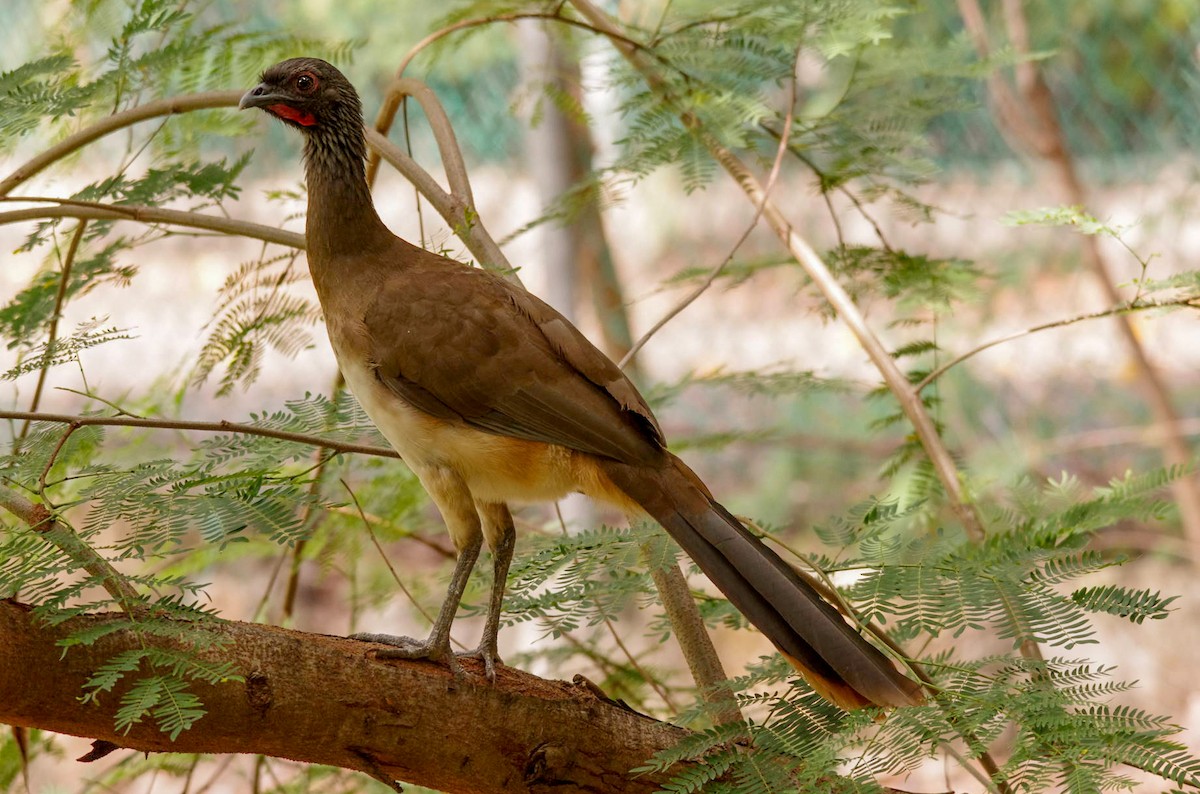 West Mexican Chachalaca - ML615862915