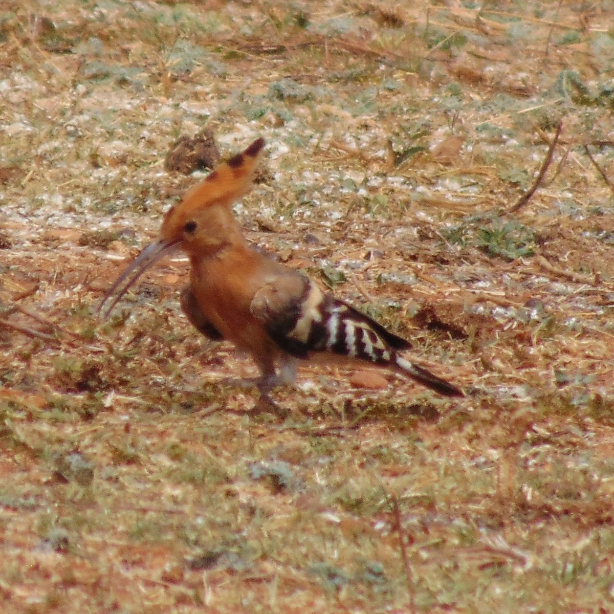 Eurasian Hoopoe - ML615862935