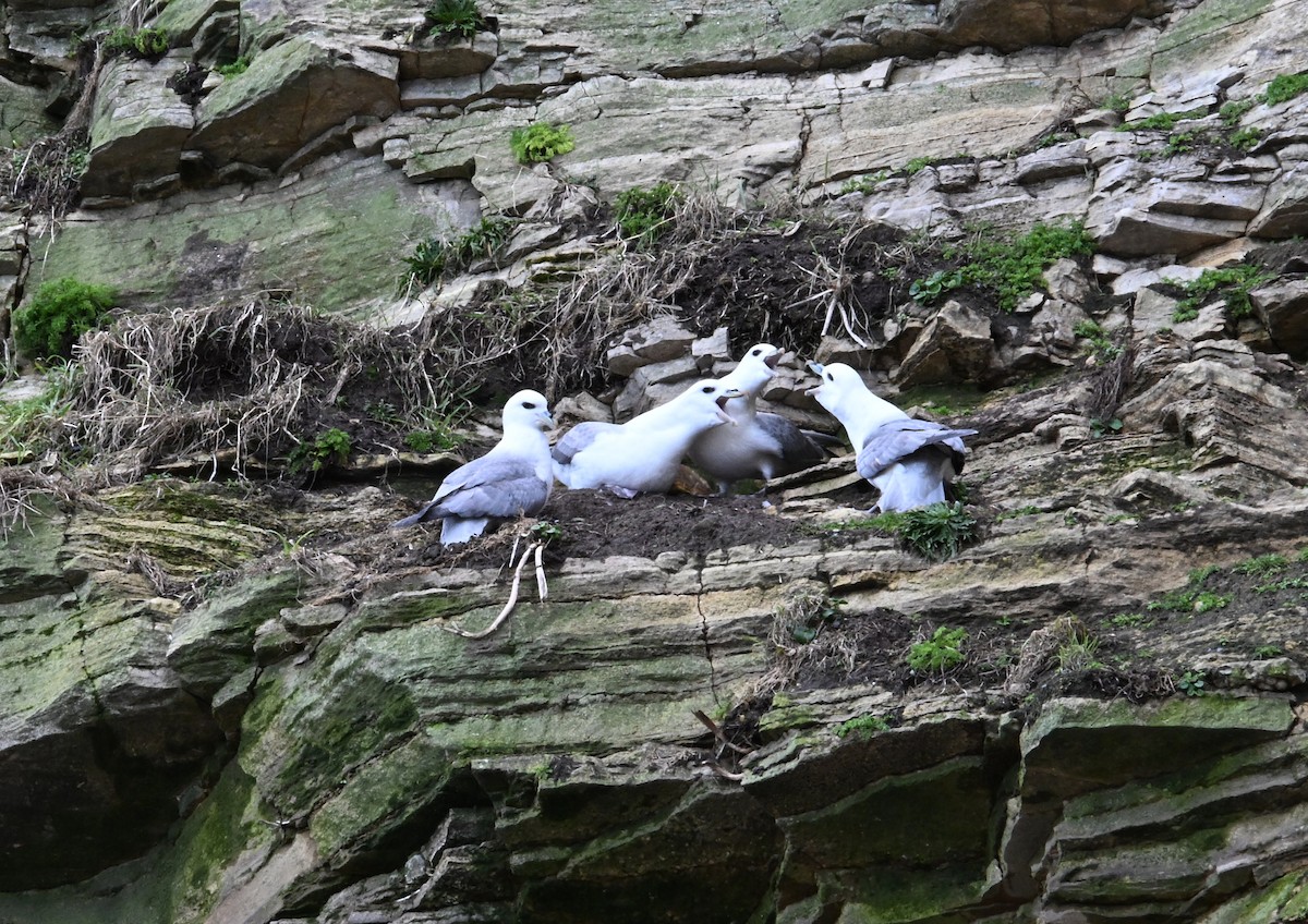 Northern Fulmar - ML615862990