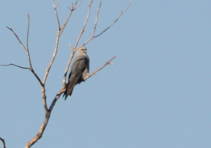 Plumbeous Kite - ML615862994