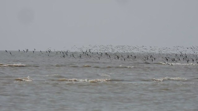 Tibetan Sand-Plover - ML615863001