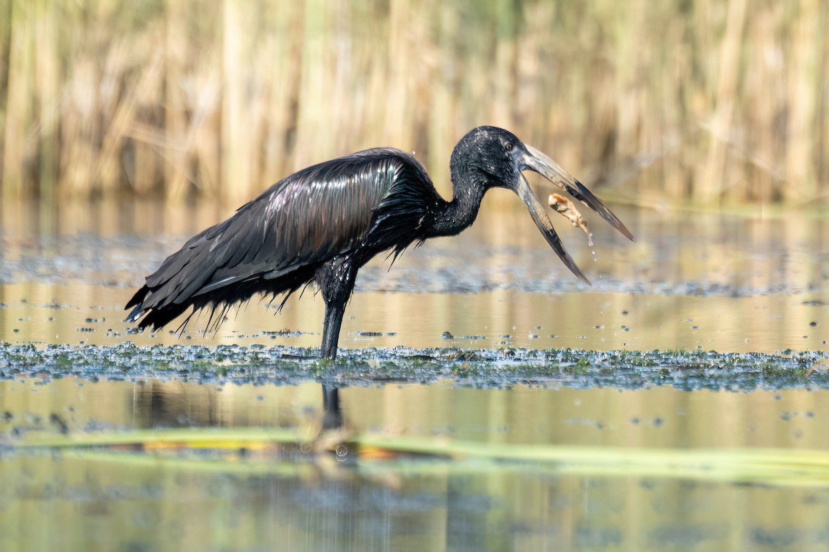 African Openbill - ML615863009