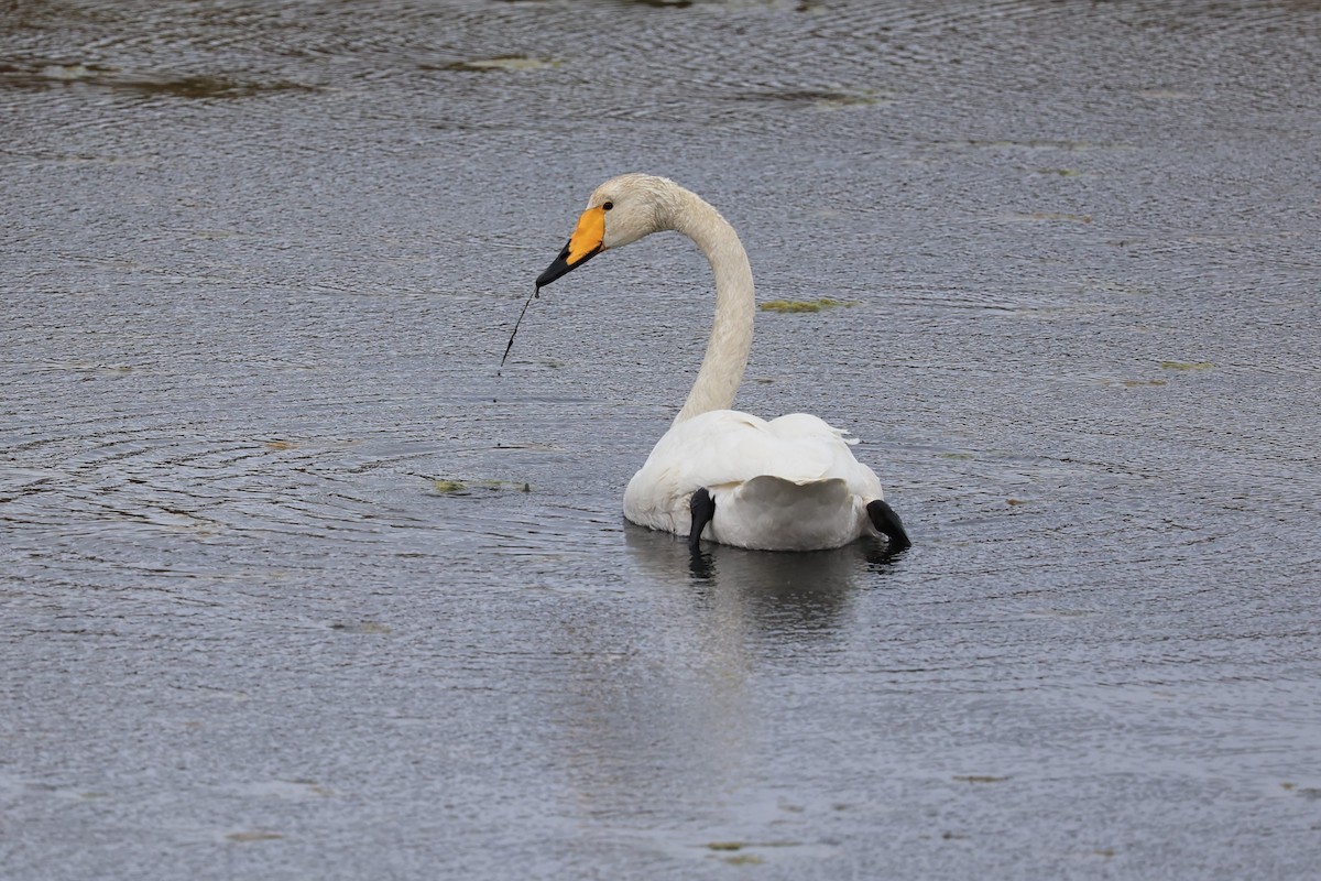 Whooper Swan - Jian-Long(建龍) WU(吳)