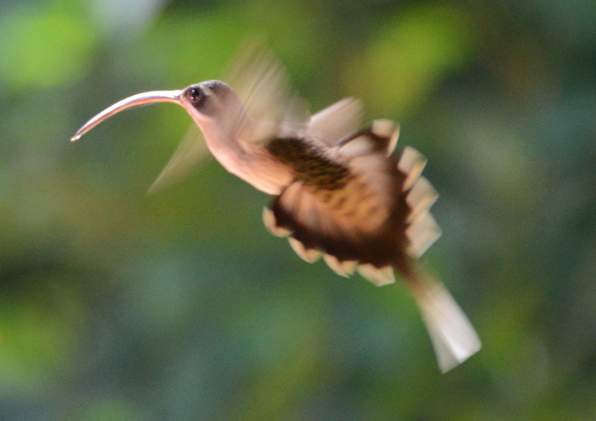 Long-billed Hermit - Roger Stone