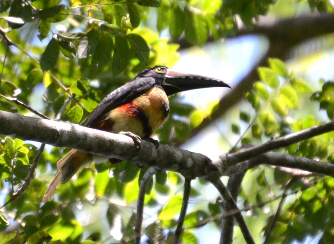 Collared Aracari - ML615863180