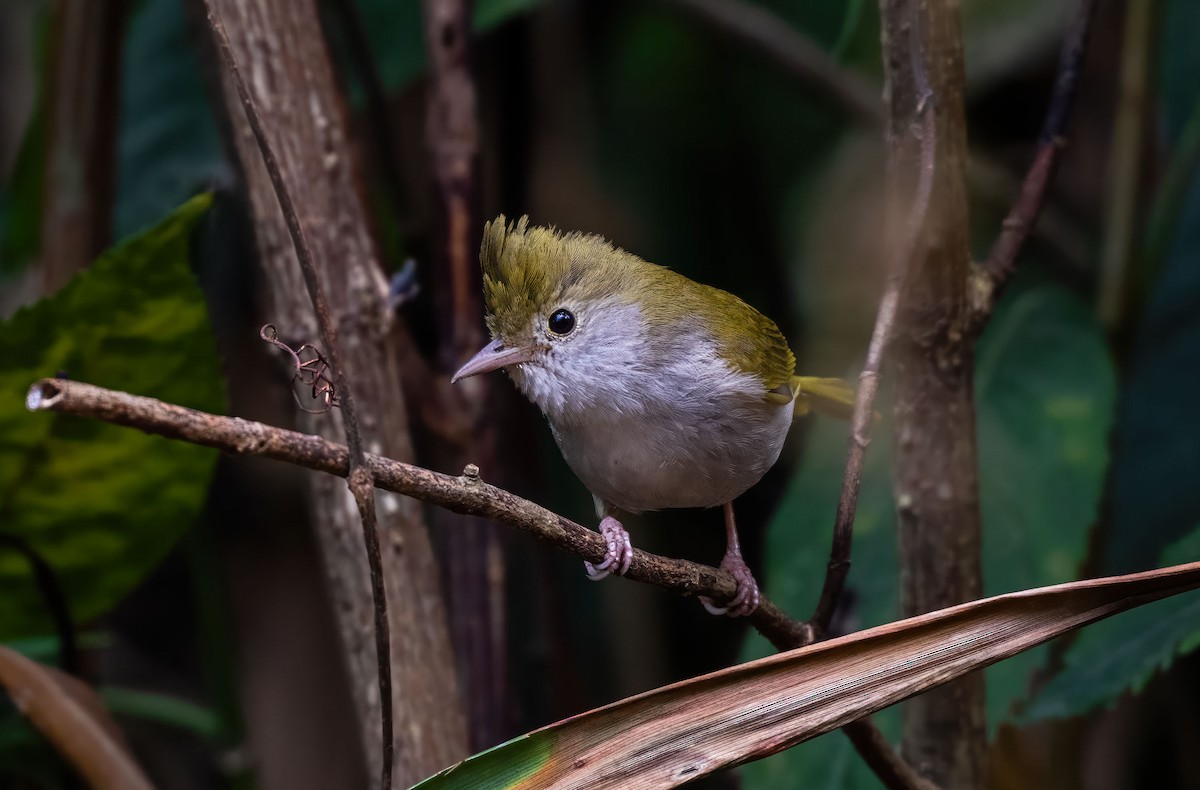 White-bellied Erpornis - Debarshi Duttagupta