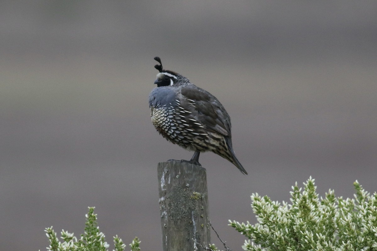 California Quail - ML615863208