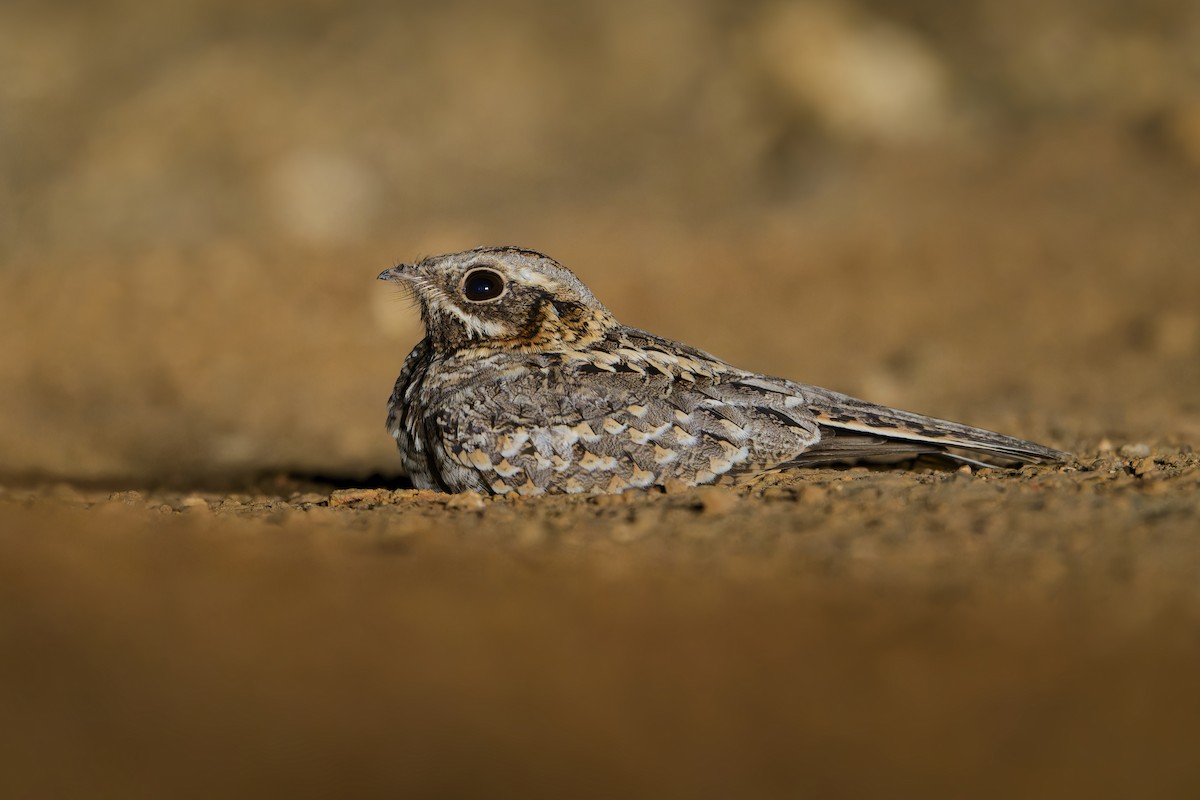 Indian Nightjar - ML615863255