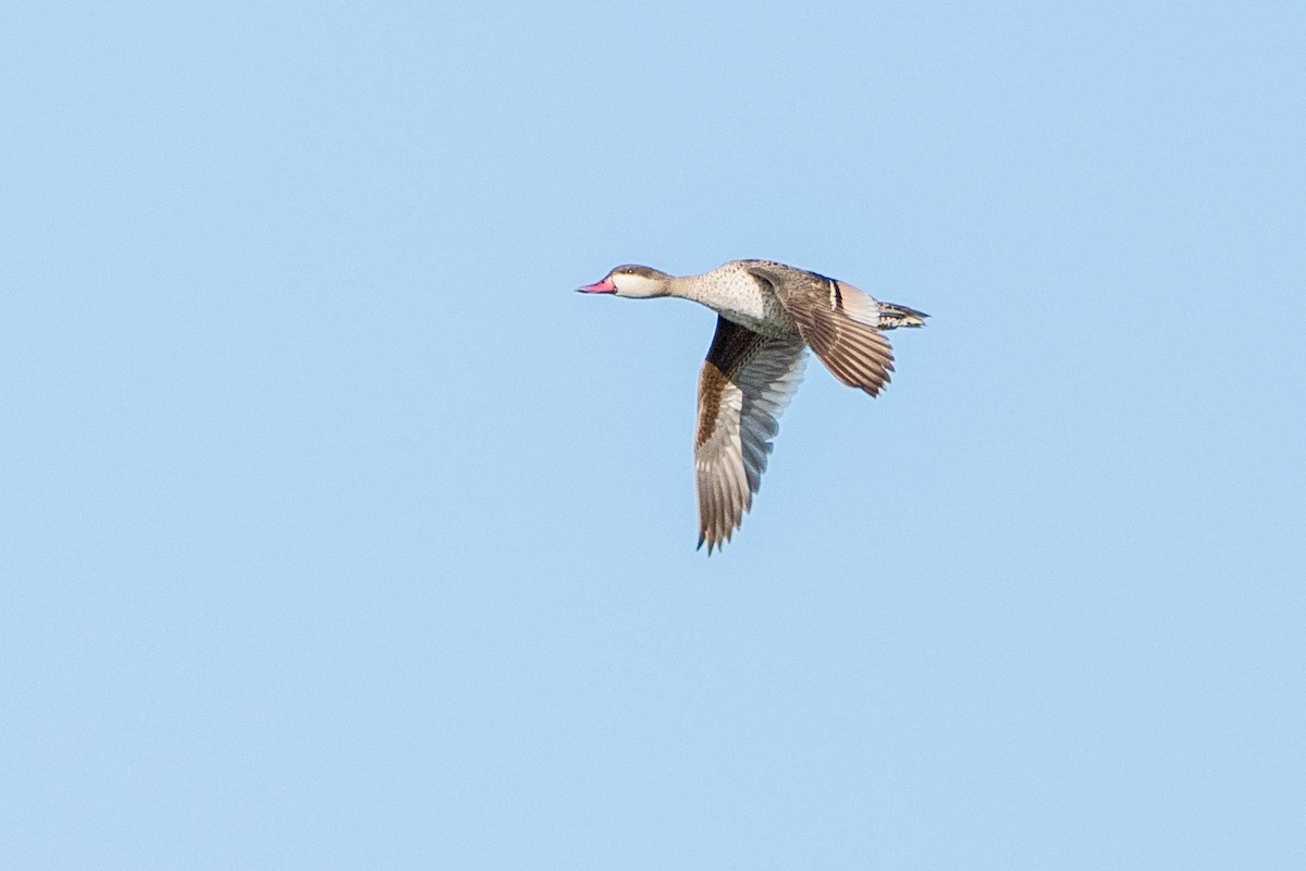 Red-billed Duck - ML615863279