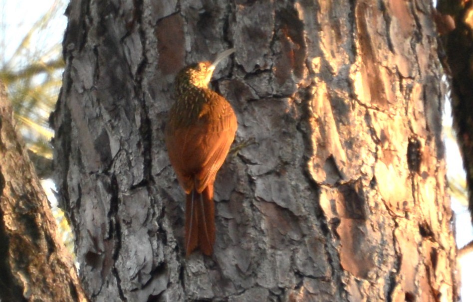 Ivory-billed Woodcreeper - ML615863320