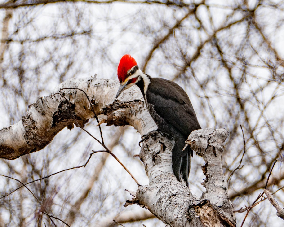 Pileated Woodpecker - Therese Carroll