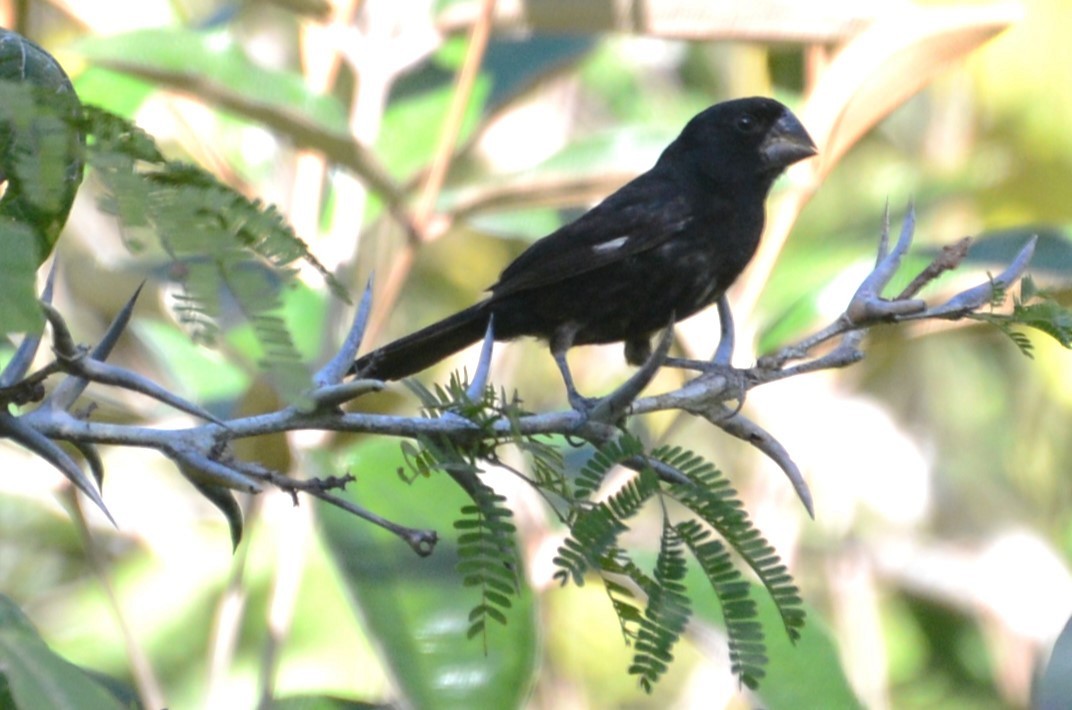 Sporophile à bec fort - ML615863369