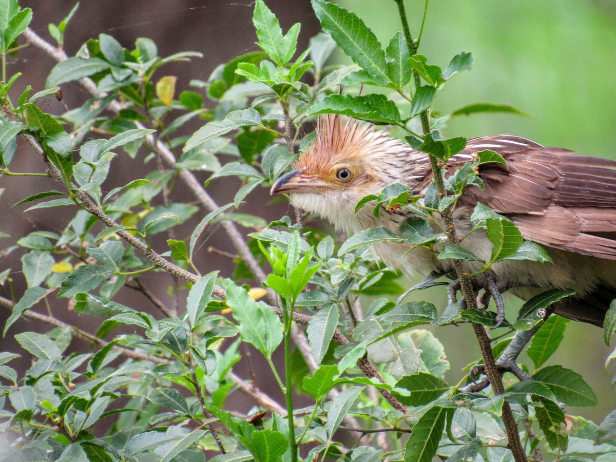 Guira Cuckoo - ML615863373