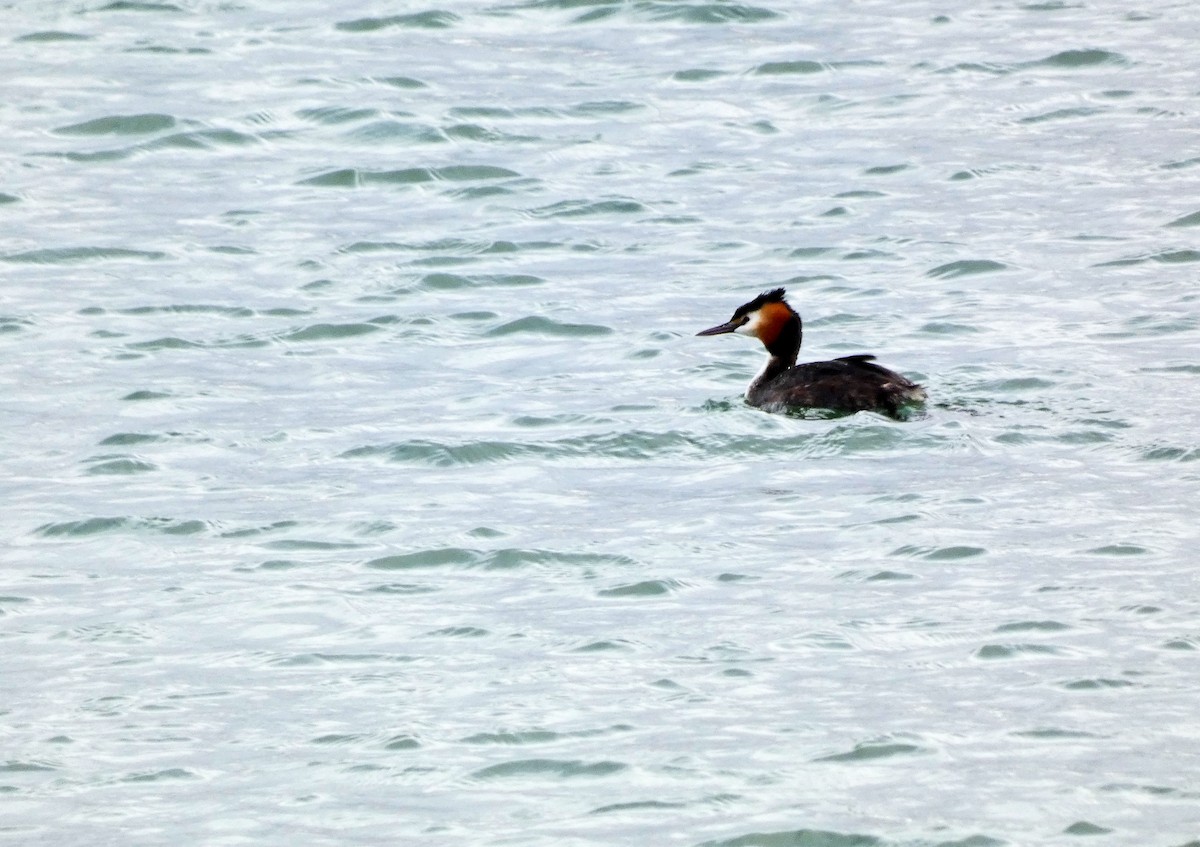 Great Crested Grebe - ML615863399