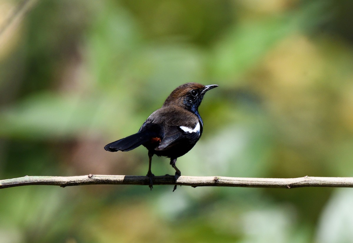 Indian Robin - ML615863535