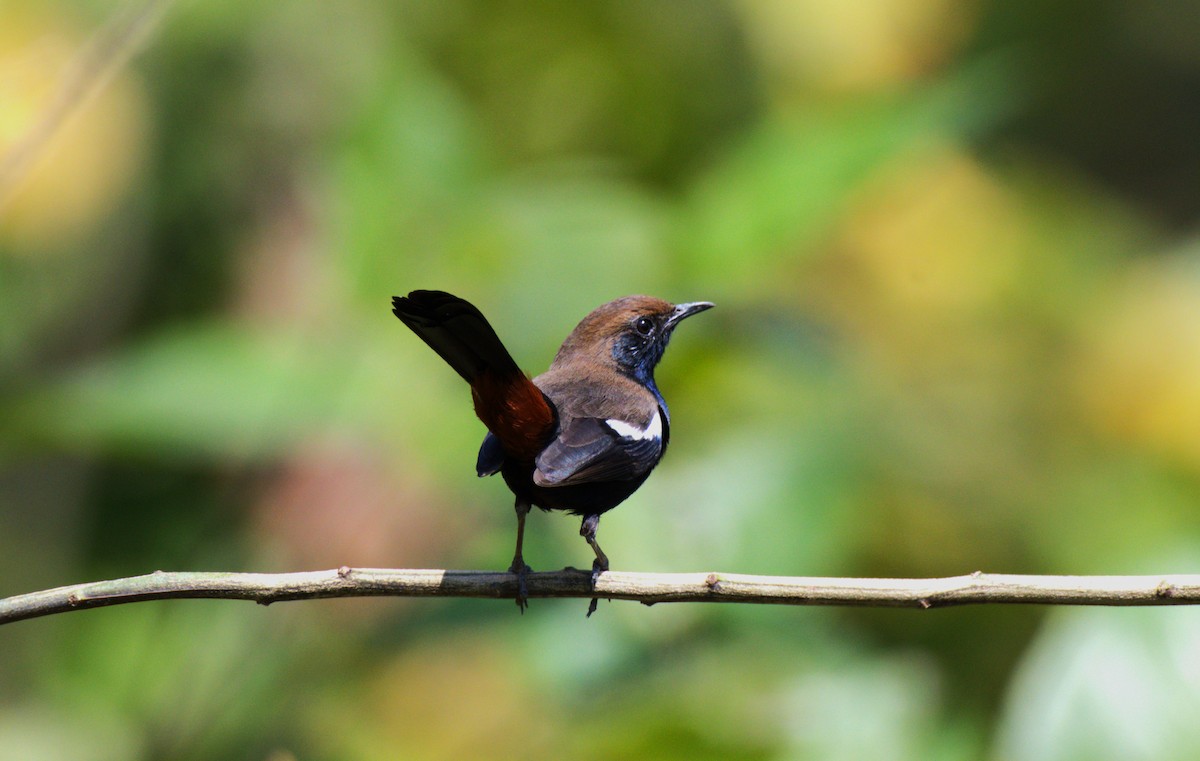 Indian Robin - ML615863538