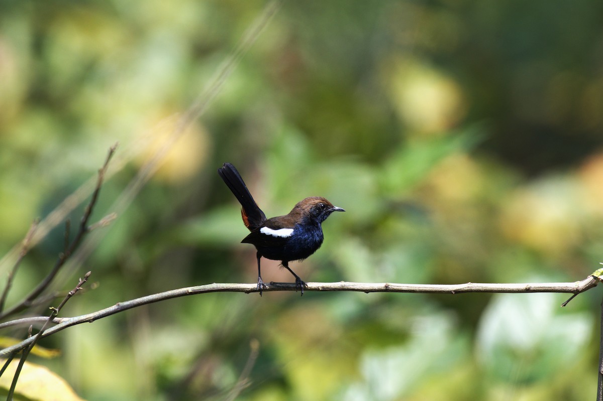 Indian Robin - ML615863539