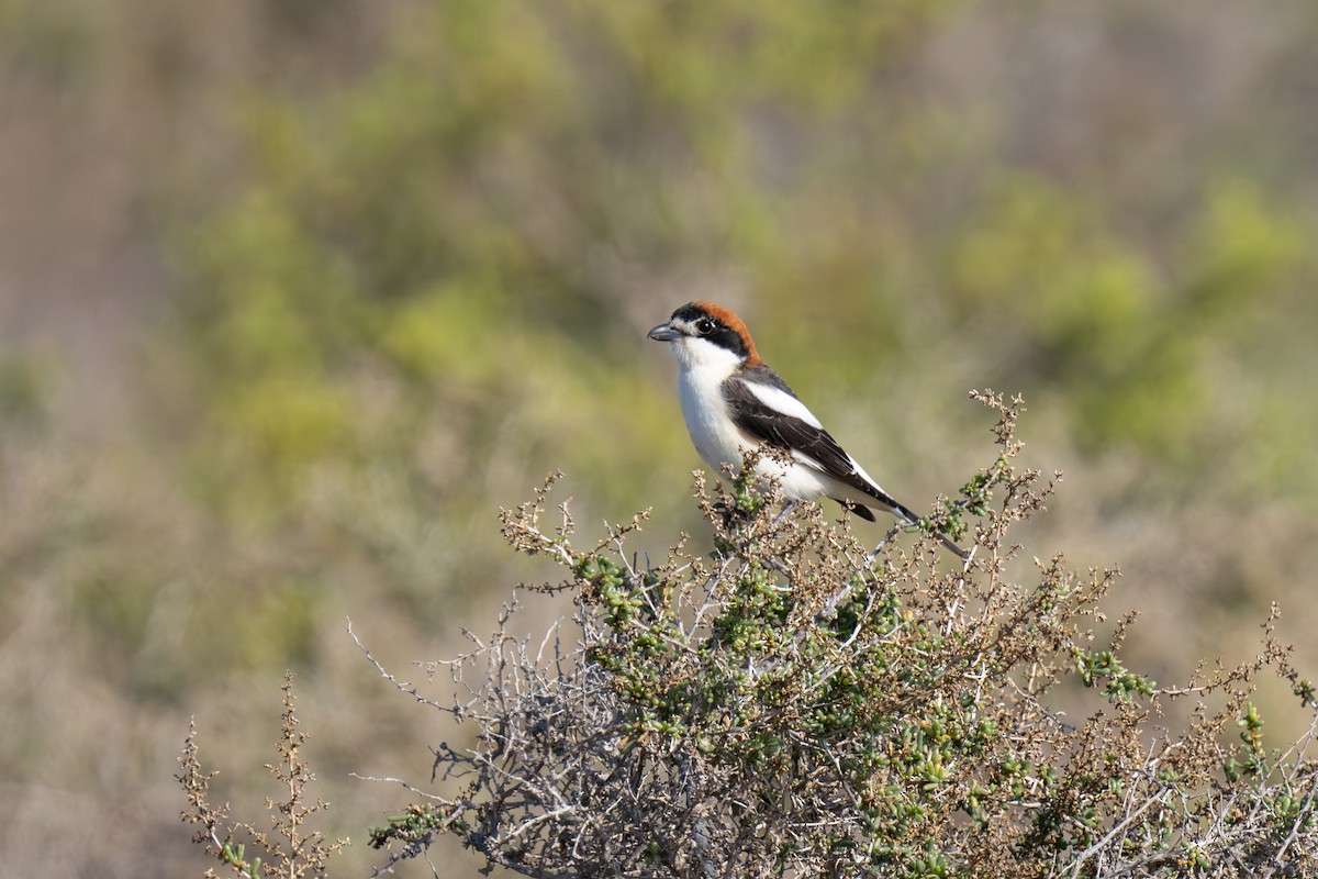 Woodchat Shrike - ML615863558