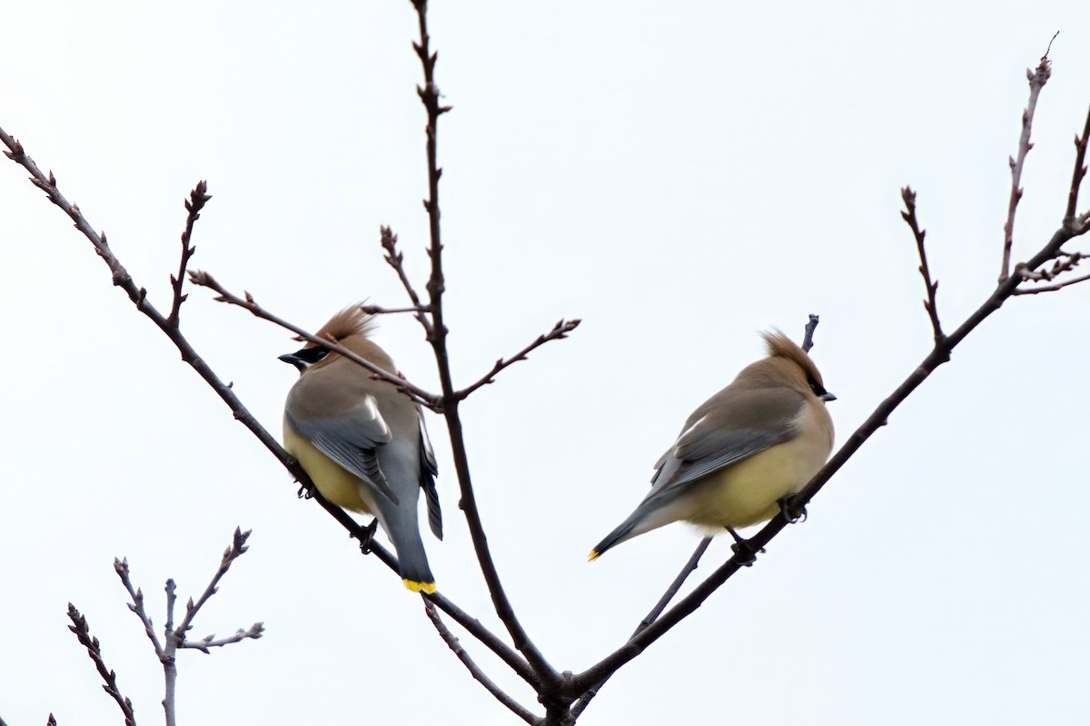 Cedar Waxwing - ML615863646