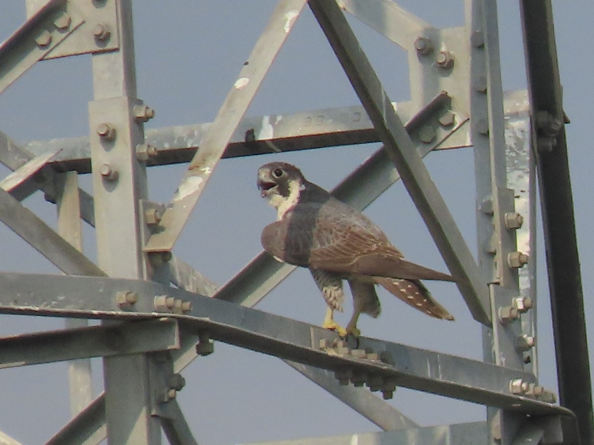 Peregrine Falcon - Sreekumar Chirukandoth