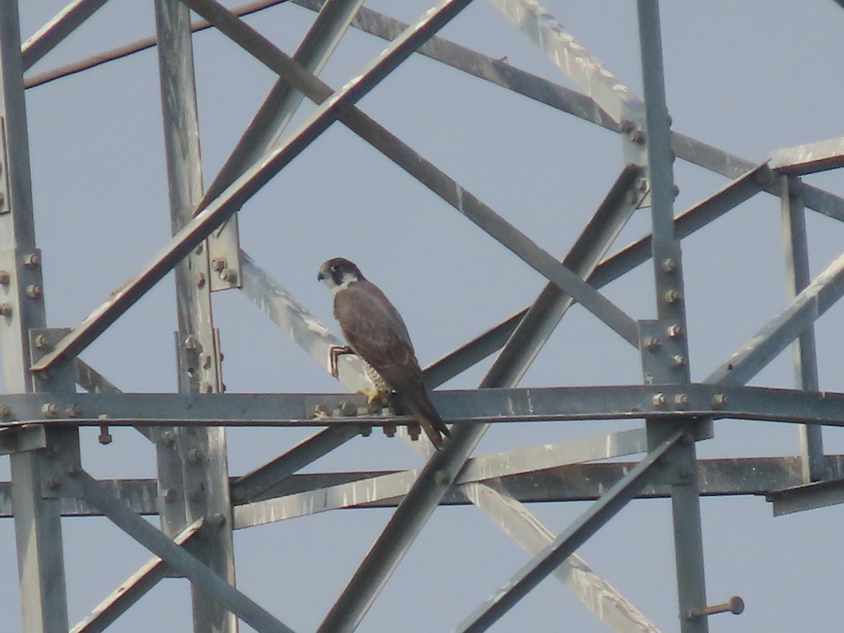 Peregrine Falcon - Sreekumar Chirukandoth