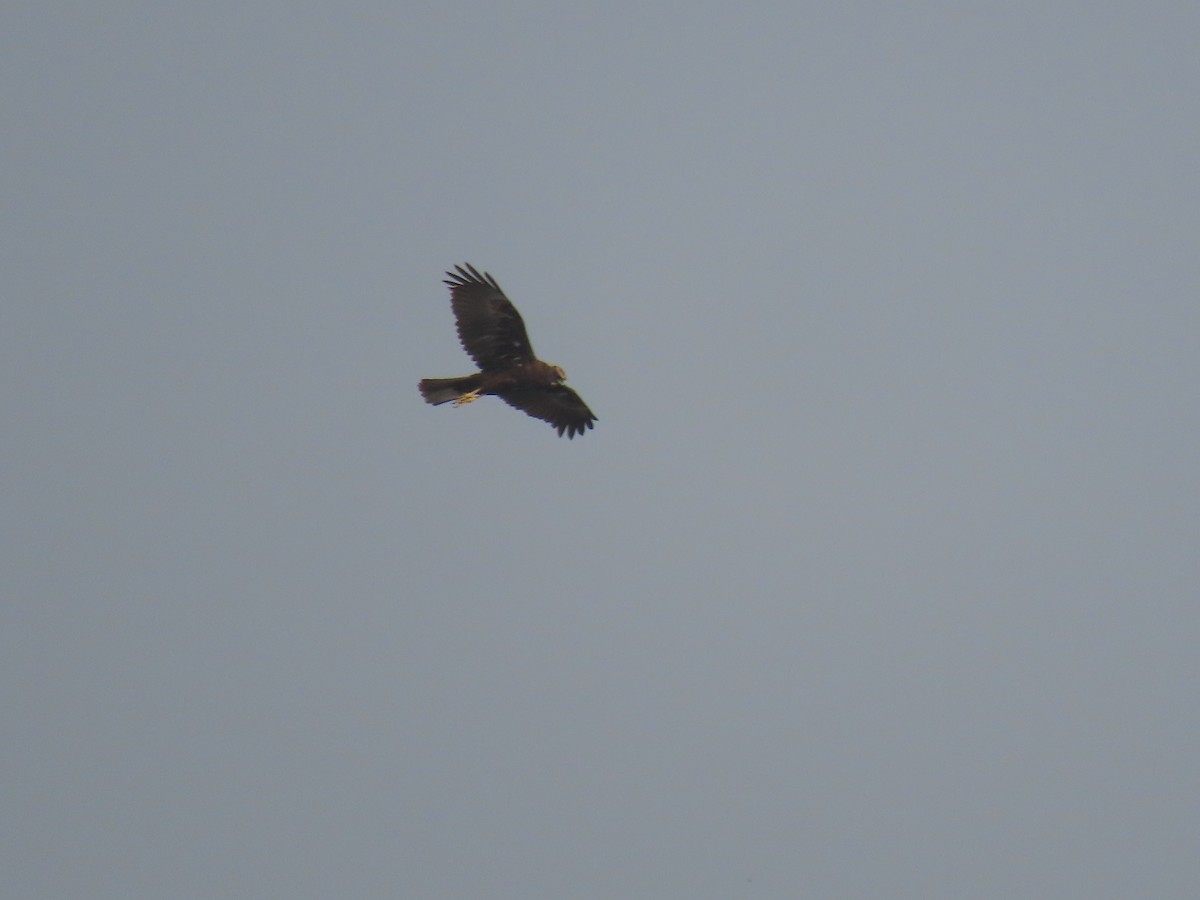 Western Marsh Harrier - Sreekumar Chirukandoth