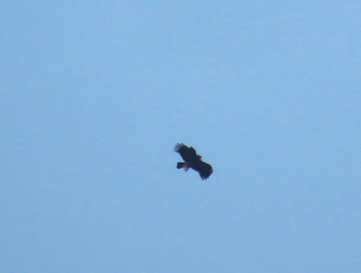 Greater Spotted Eagle - Sreekumar Chirukandoth