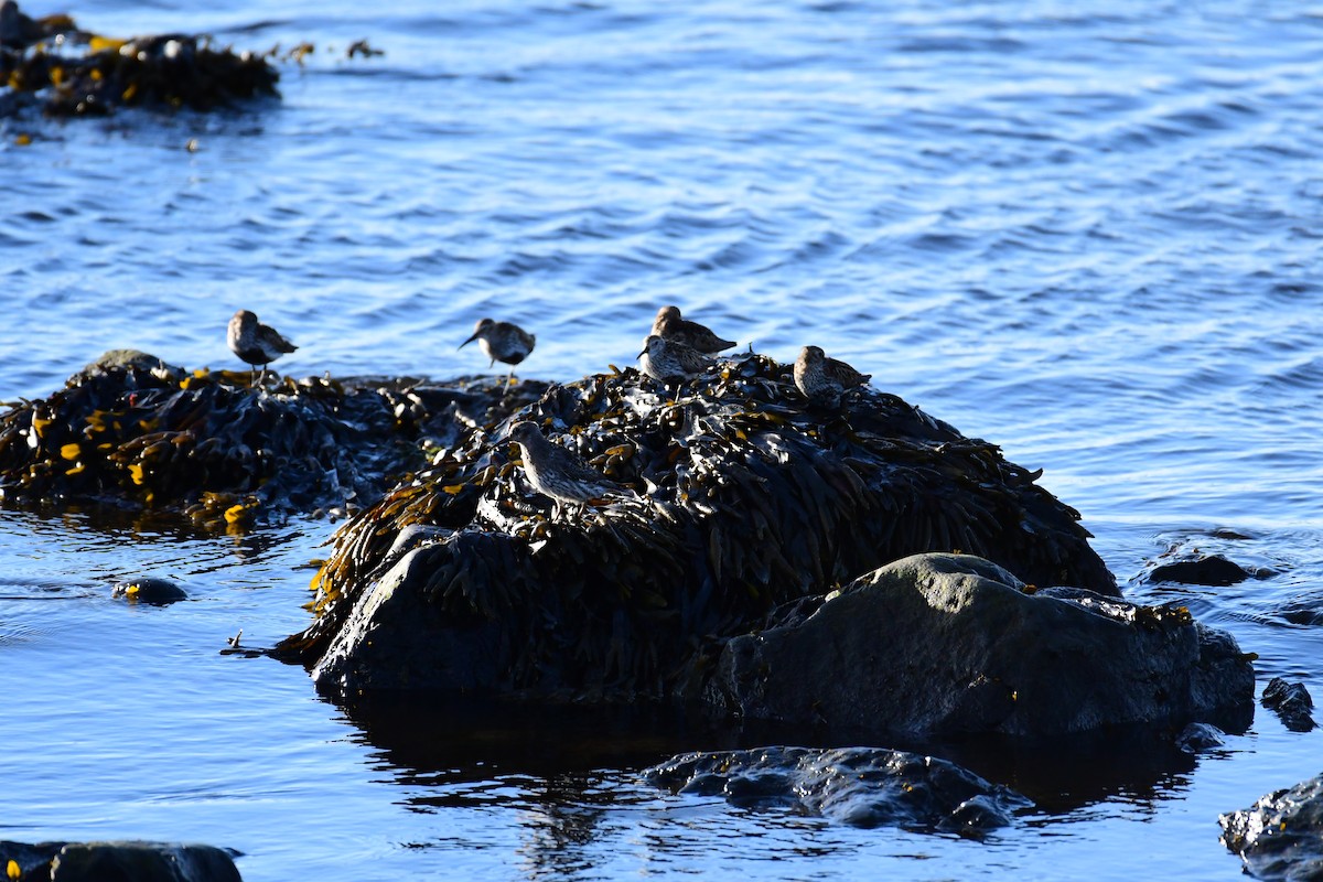 Purple Sandpiper - ML615863745