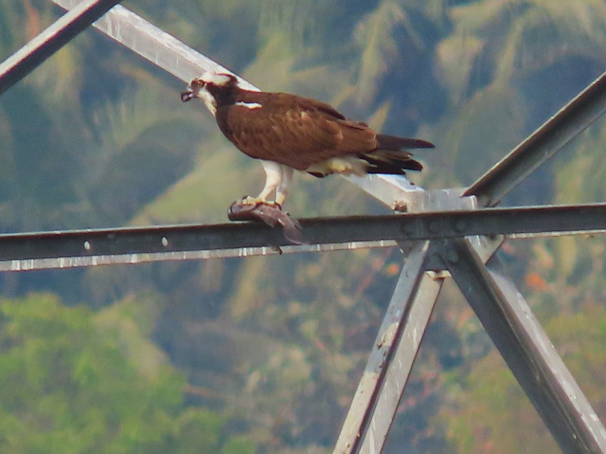 Osprey - Sreekumar Chirukandoth