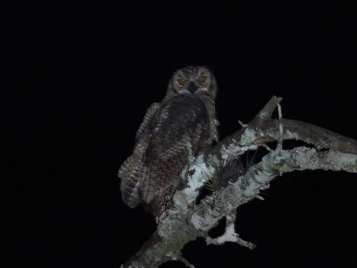 Great Horned Owl - ML615863770