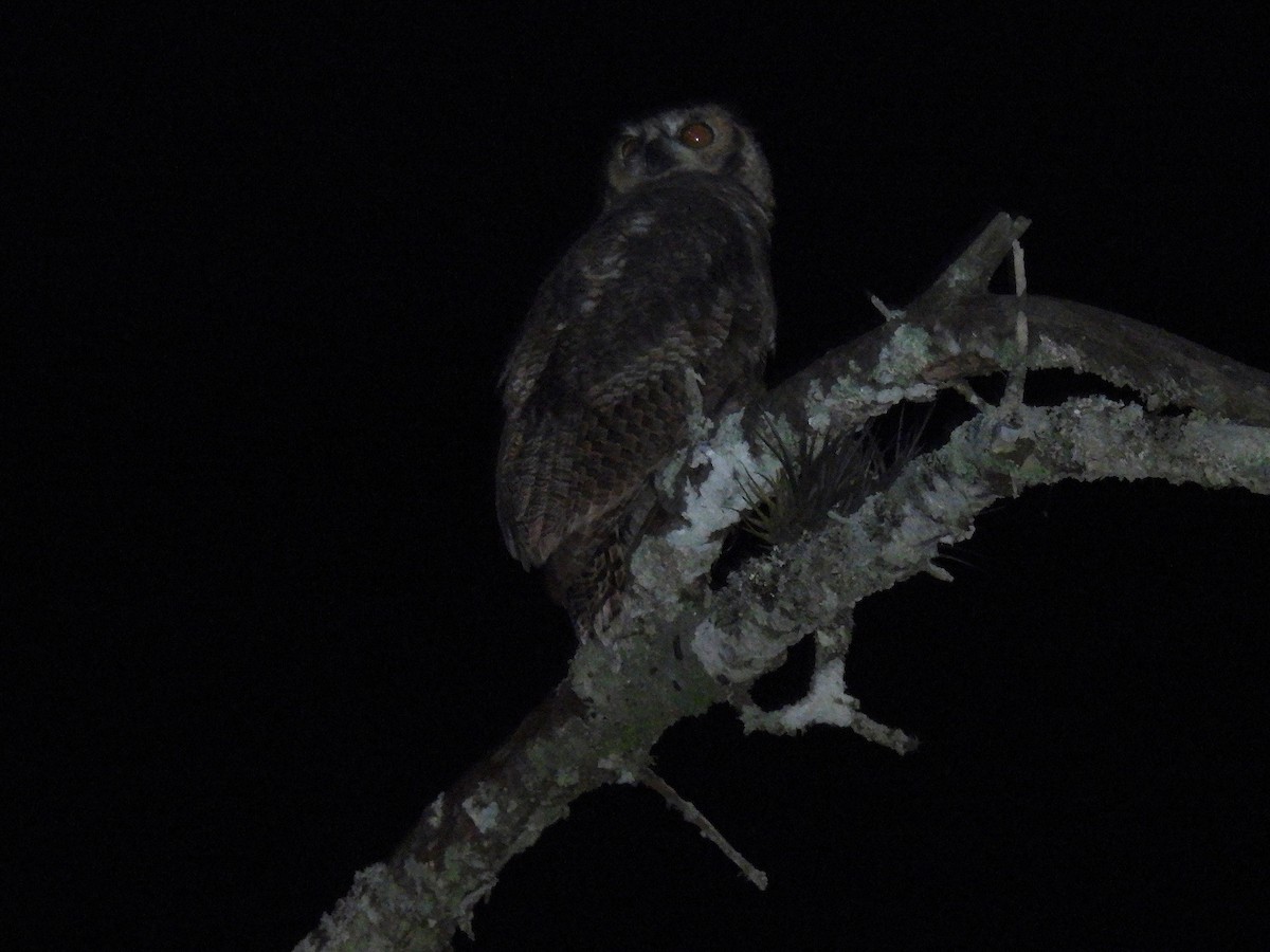 Great Horned Owl - ML615863772