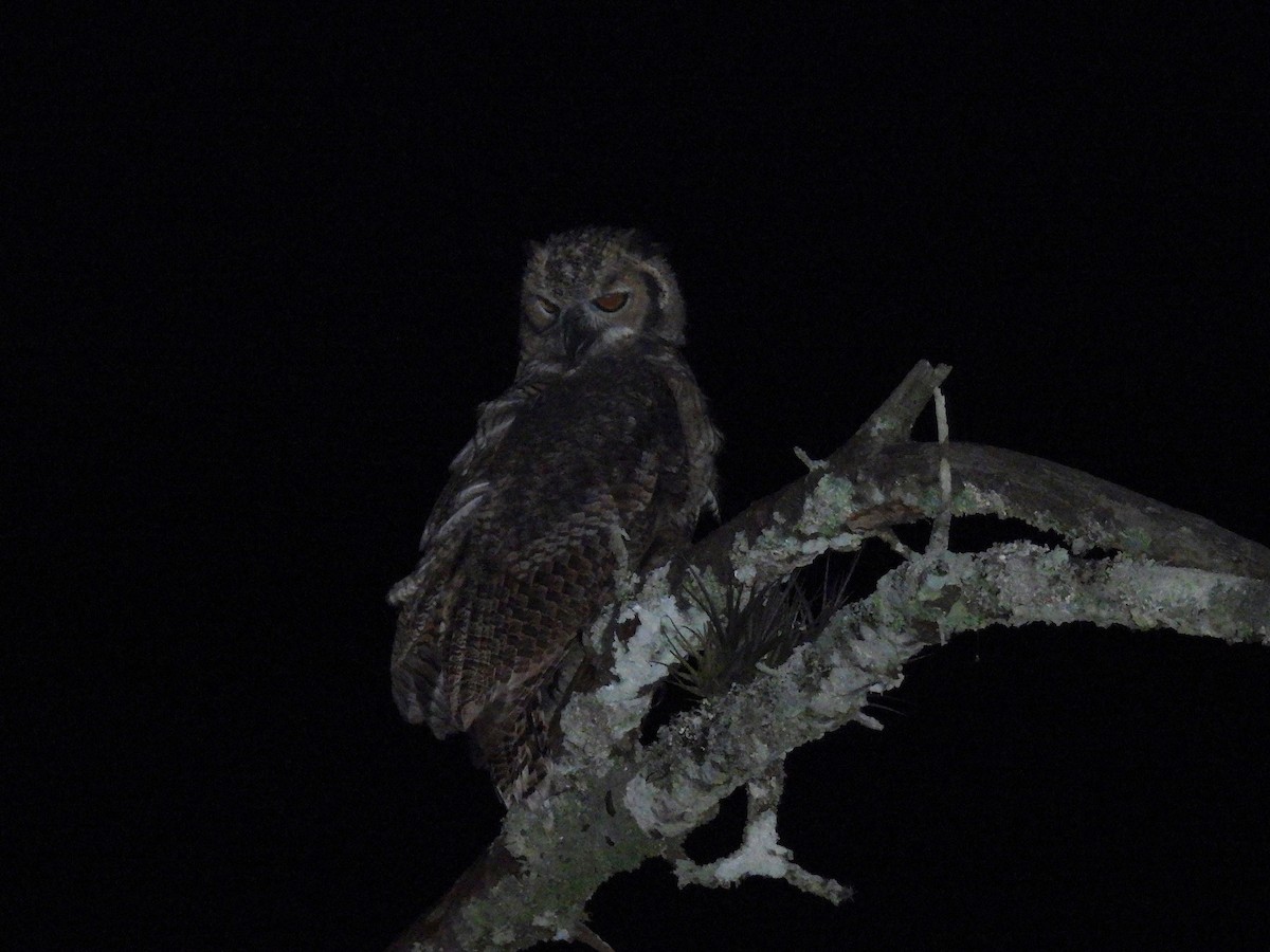 Great Horned Owl - ML615863773