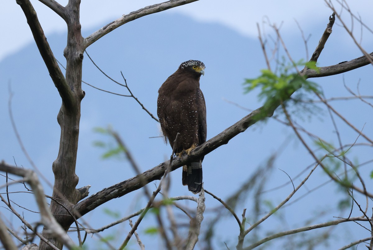Crested Serpent-Eagle - ML615863836