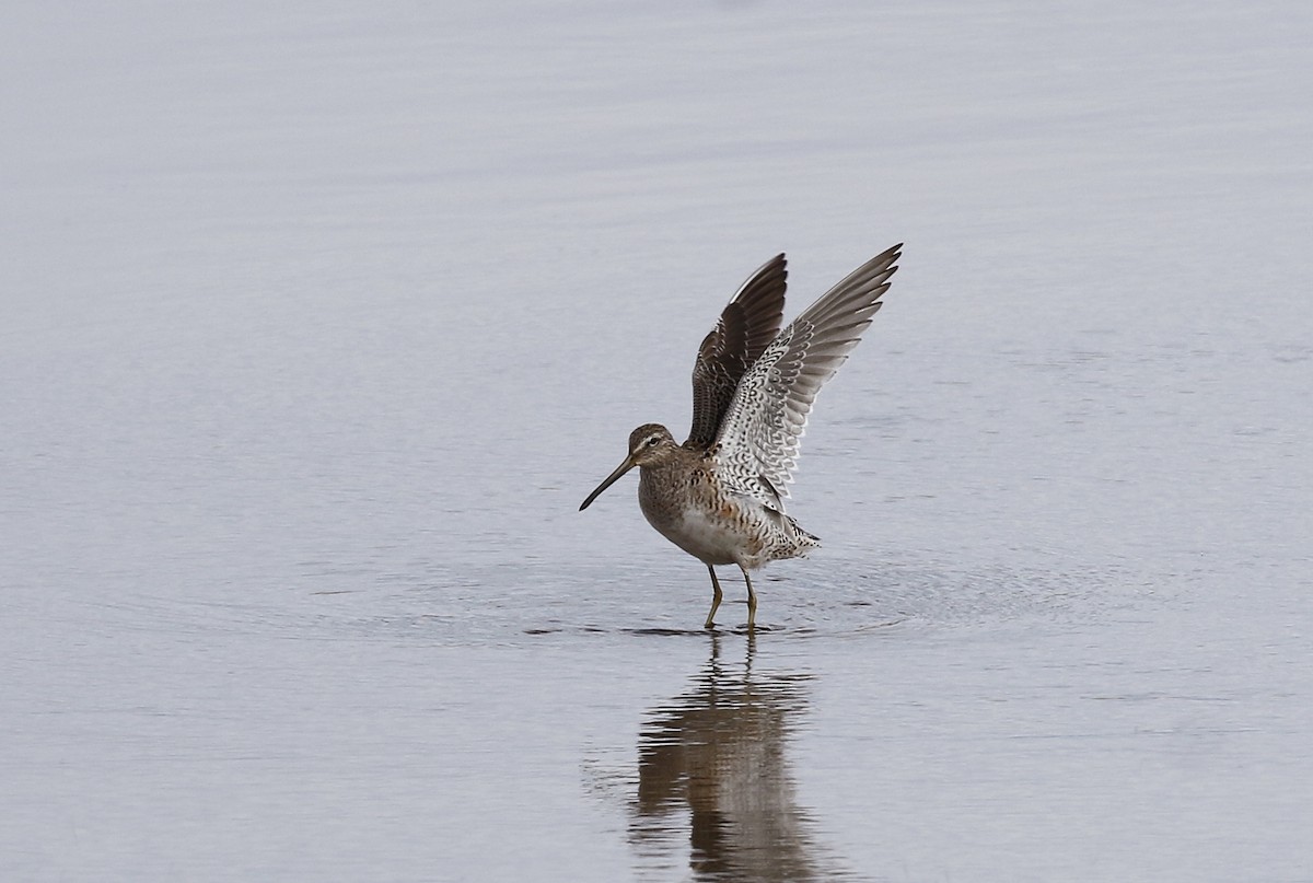 Long-billed Dowitcher - Toni Alcocer