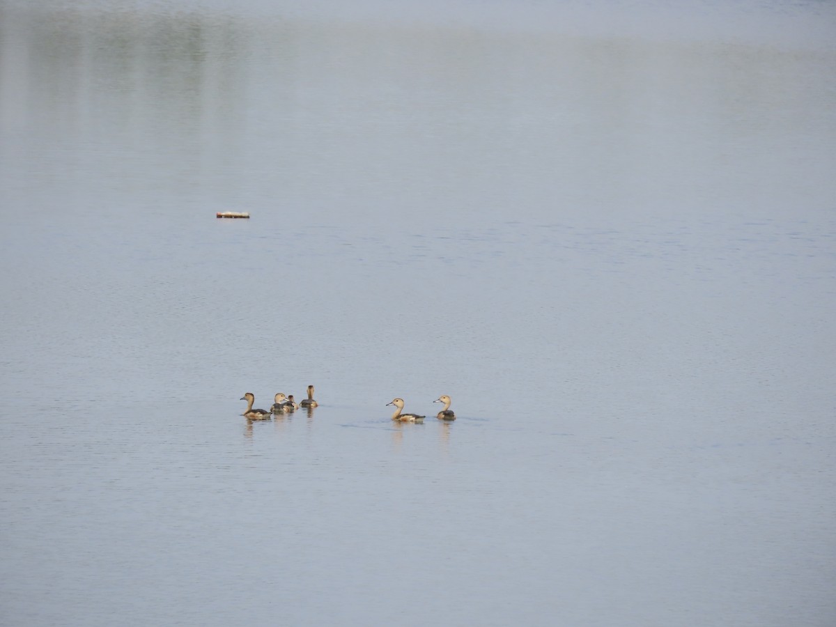 Fulvous Whistling-Duck - Sreekumar Chirukandoth