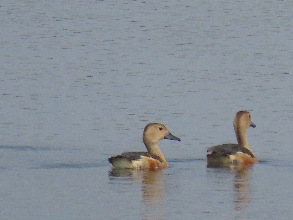 Fulvous Whistling-Duck - Sreekumar Chirukandoth