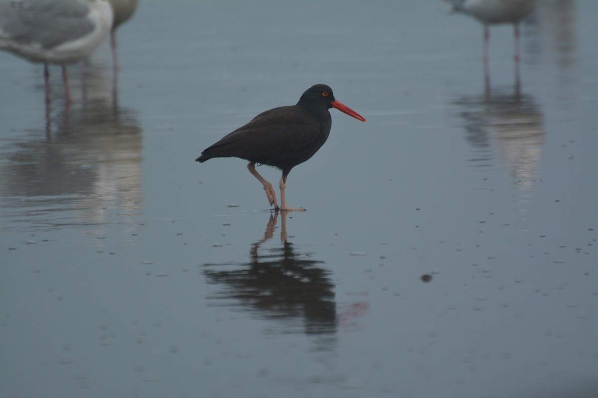 Black Oystercatcher - Antoine Rabussier