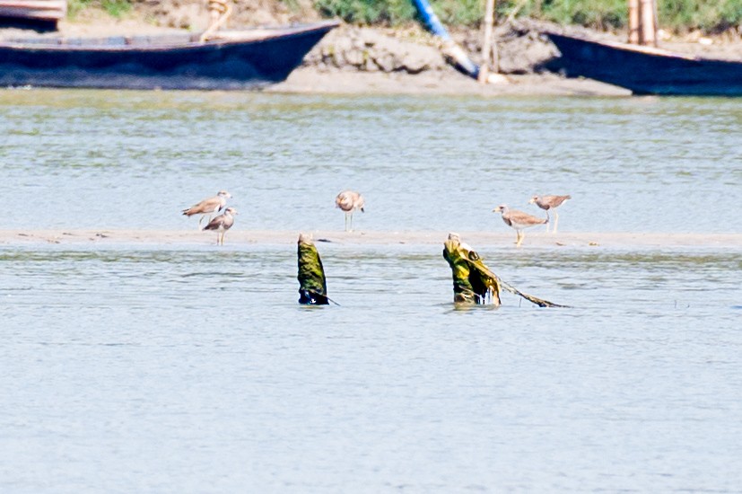 Red-wattled Lapwing - ML615863948