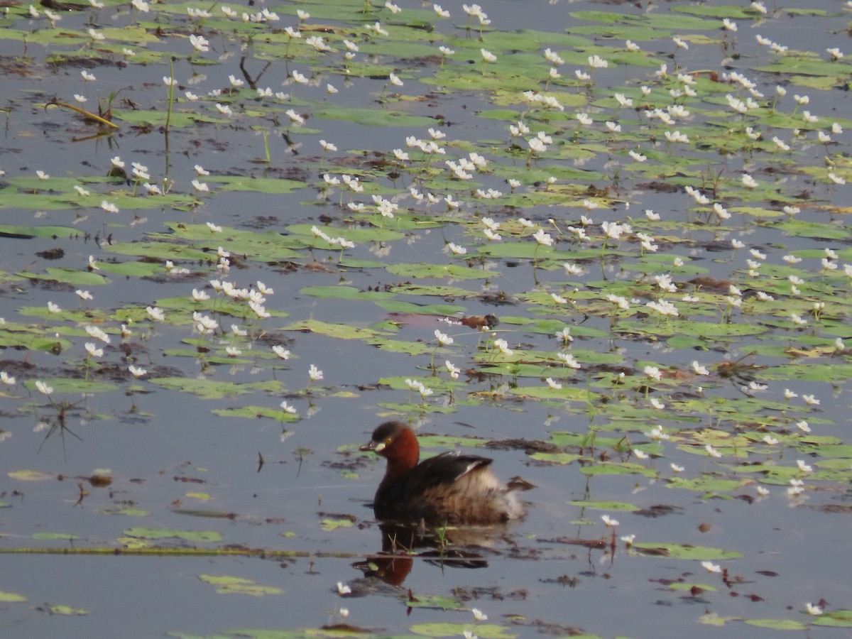 Little Grebe - Sreekumar Chirukandoth