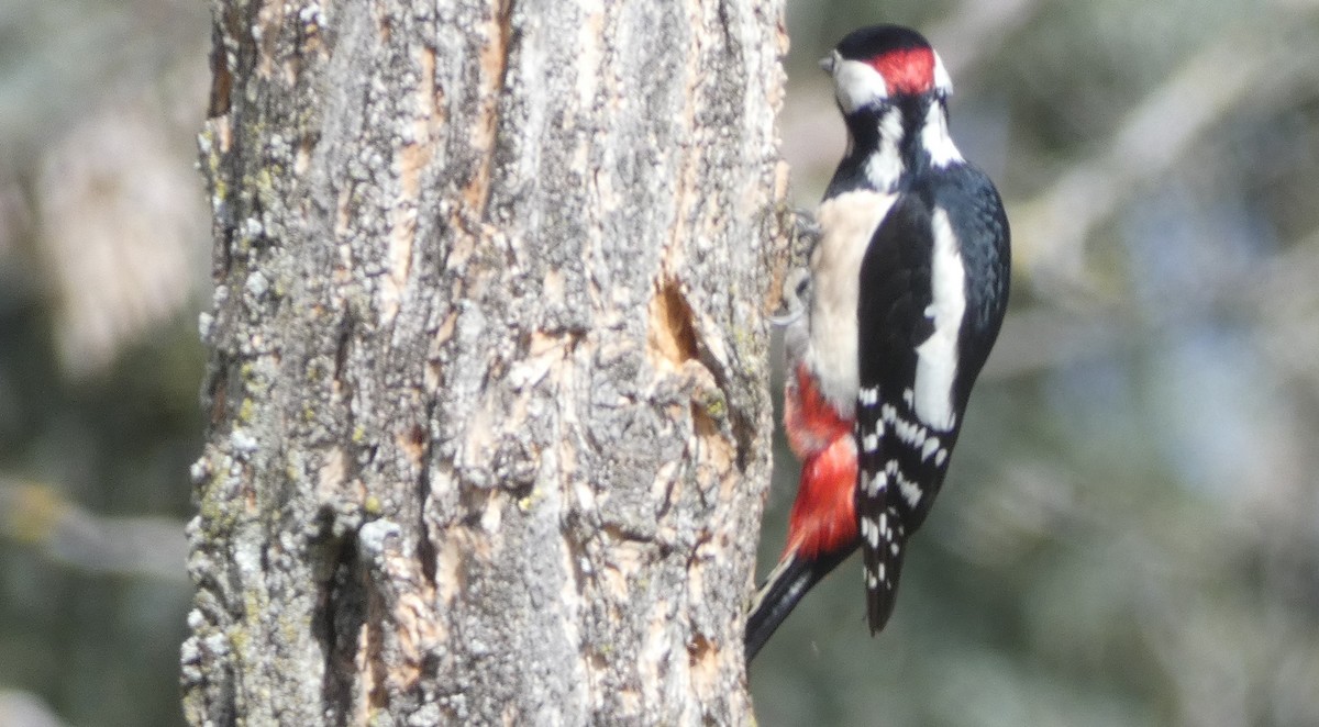 Great Spotted Woodpecker - Juan Francisco Fernández Bravo