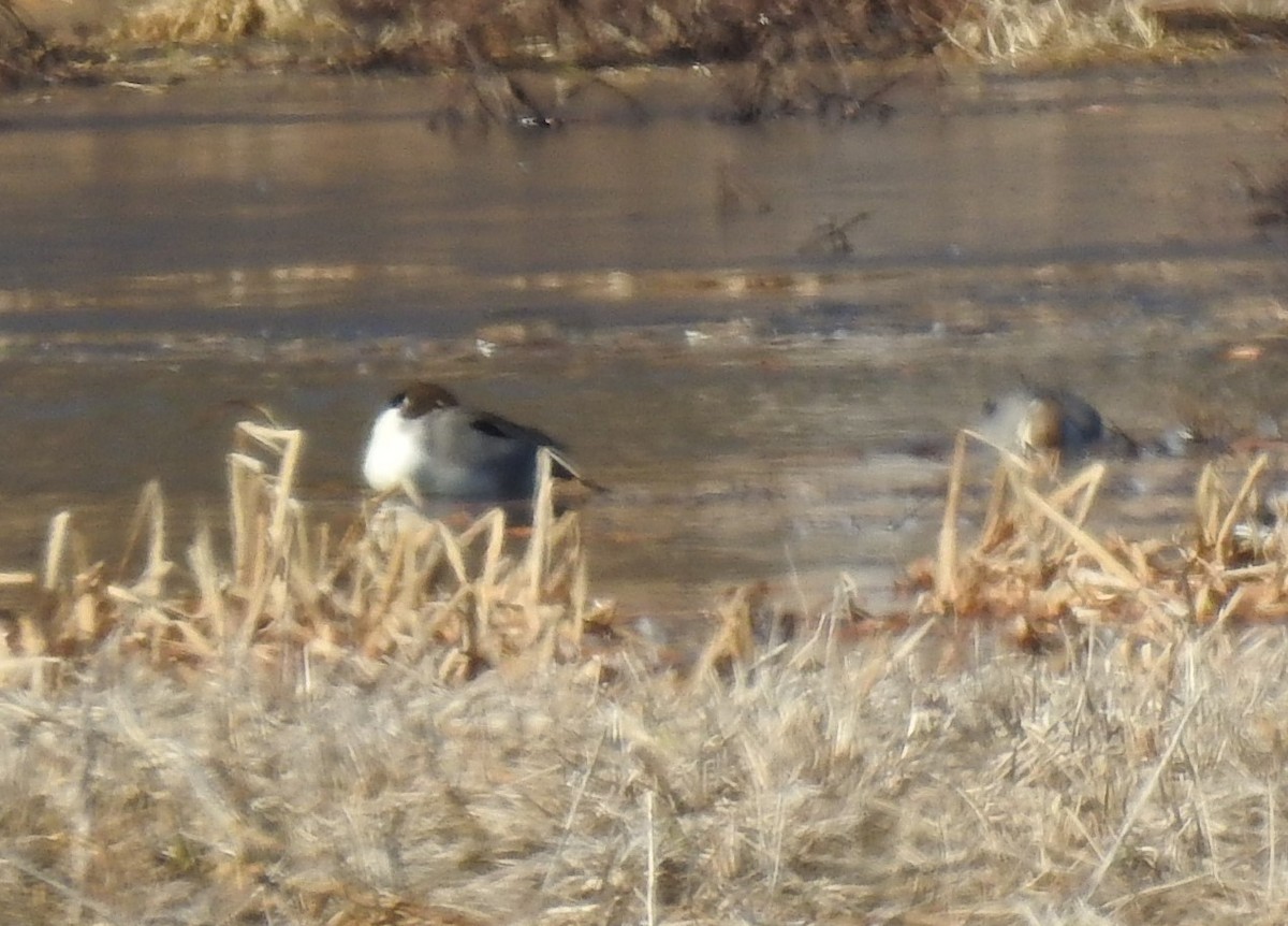 Northern Pintail - ML615864019