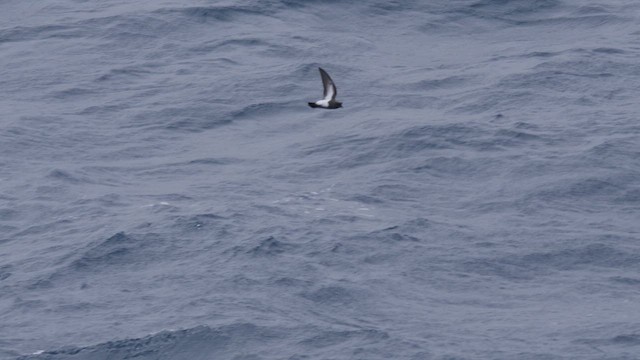 Black-bellied Storm-Petrel - ML615864097