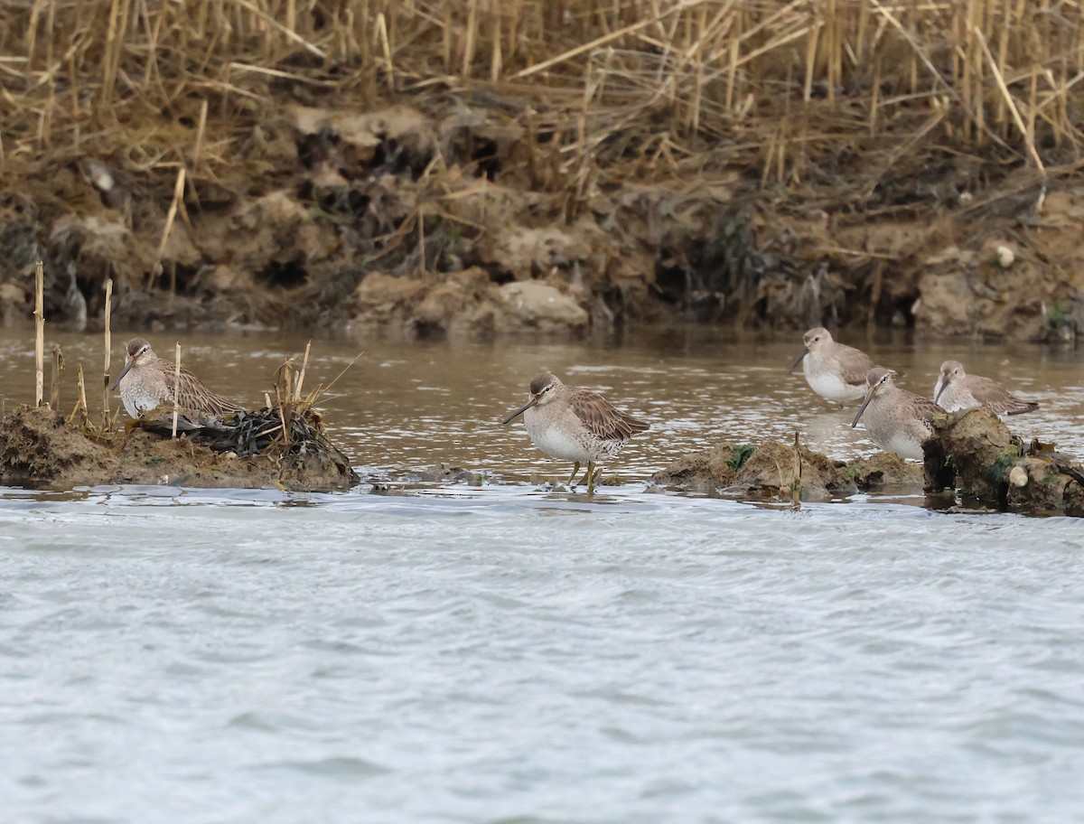 Long-billed Dowitcher - ML615864191