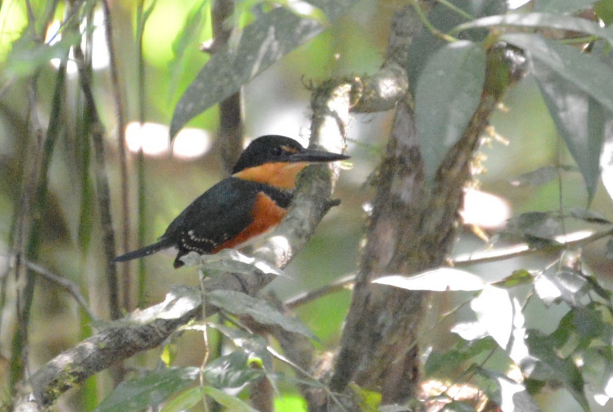 American Pygmy Kingfisher - ML615864198