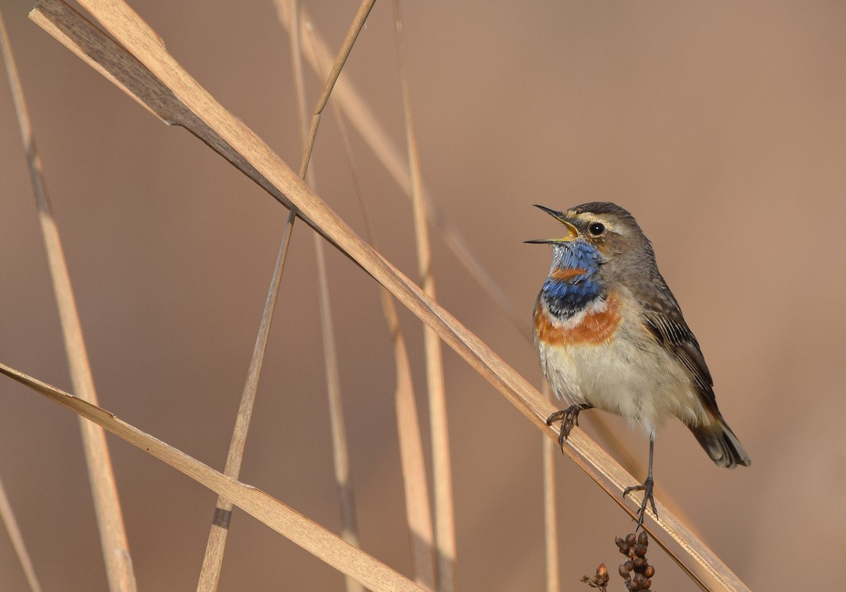 Bluethroat - ML615864202