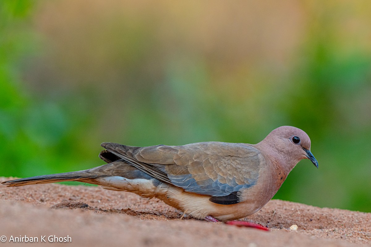 Laughing Dove - Anirban K Ghosh