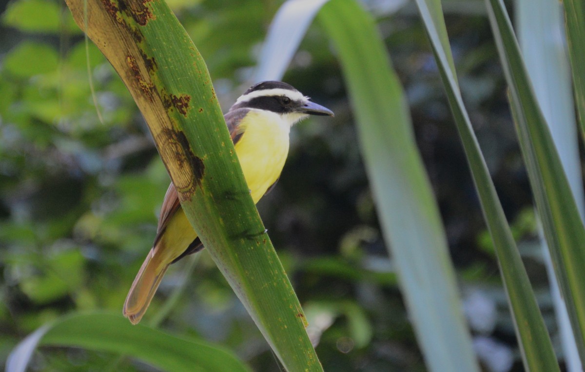 Great Kiskadee - ML615864230